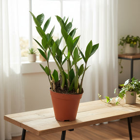 Muda Zamioculca Zami Mini 30cm Planta Da Fortuna