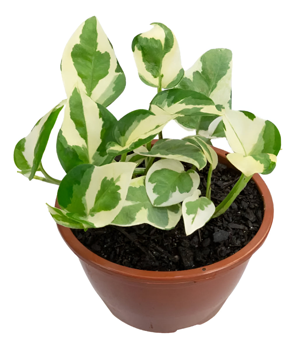 Planta Jiboia Natural Njoy Folhas Variegata Muda Cheia