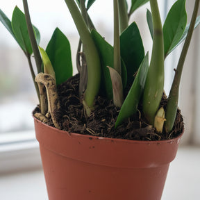 Muda Zamioculca Zami Mini 30cm Planta Da Fortuna
