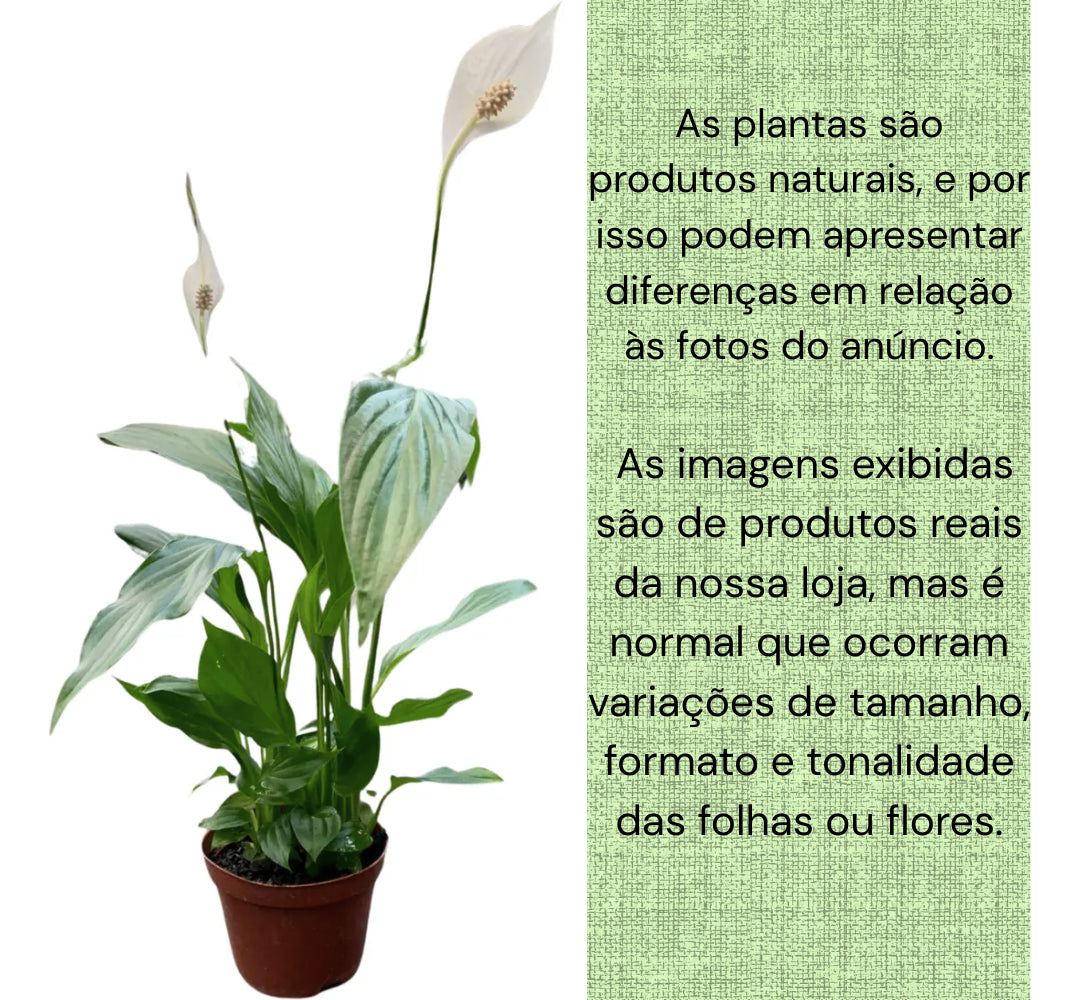 Muda De Lírio Da Paz Natural Ótima Para Purificar o Ar