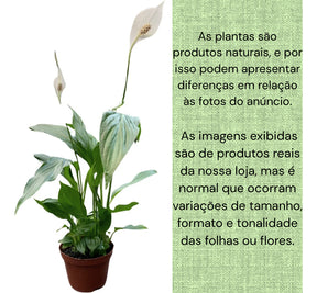 Muda De Lírio Da Paz Natural Ótima Para Purificar o Ar