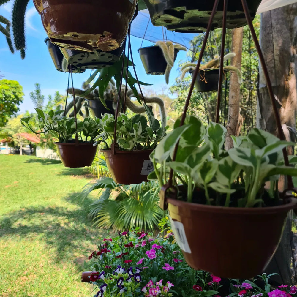 Planta Jiboia Natural Njoy Folhas Variegata Muda Cheia