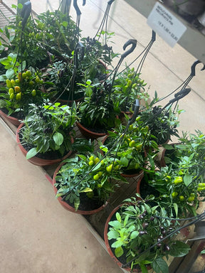 Planta 7 Ervas Viva Em Vaso  Prosperidade E Proteção