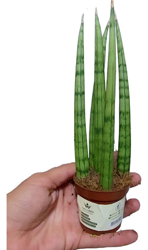 Mini Lança De São Jorge - Sansevieria