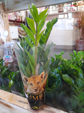 Muda Zamioculca Zami Mini 30cm Planta Da Fortuna