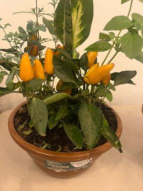 Planta 7 Ervas Viva Em Vaso  Prosperidade E Proteção