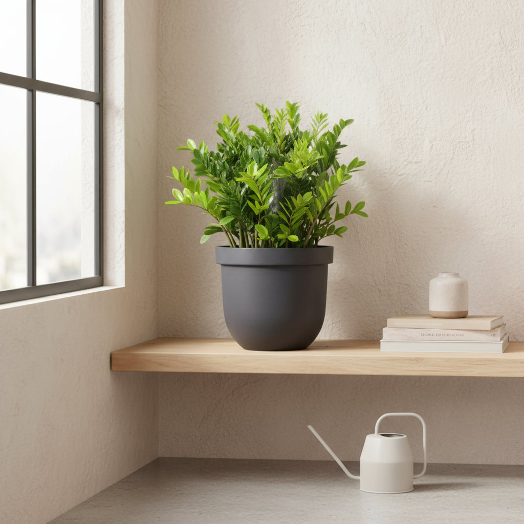 Muda Zamioculca Zami Mini 30cm Planta Da Fortuna