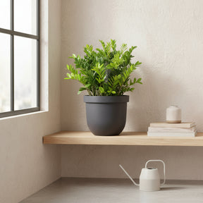 Muda Zamioculca Zami Mini 30cm Planta Da Fortuna