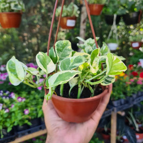 Planta Jiboia Natural Njoy Folhas Variegata Muda Cheia