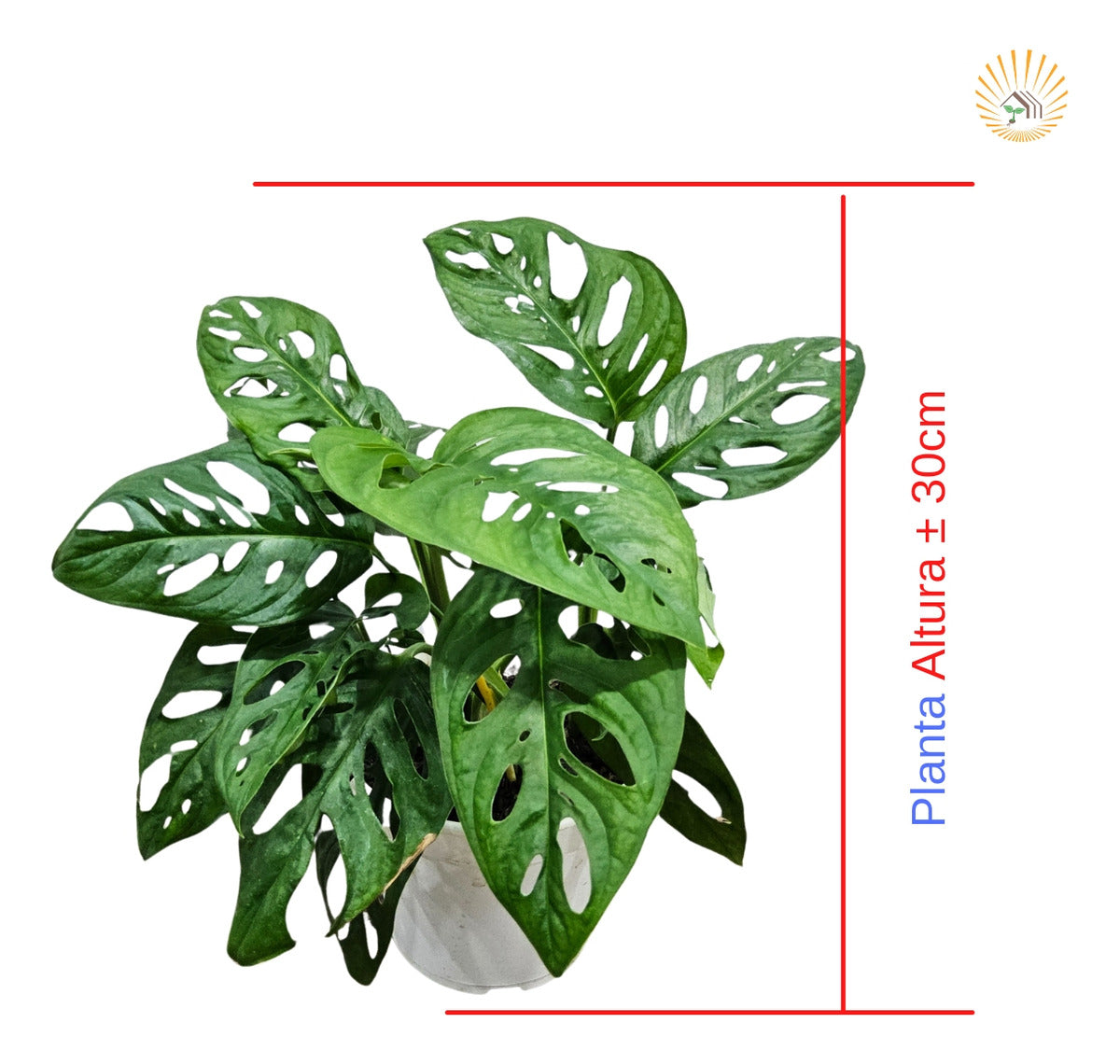 Muda Costela De Eva (monstera Adonsonii)