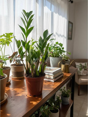 Muda Zamioculca Zami Mini 30cm Planta Da Fortuna