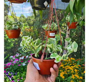 Planta Jiboia Natural Njoy Folhas Variegata Muda Cheia