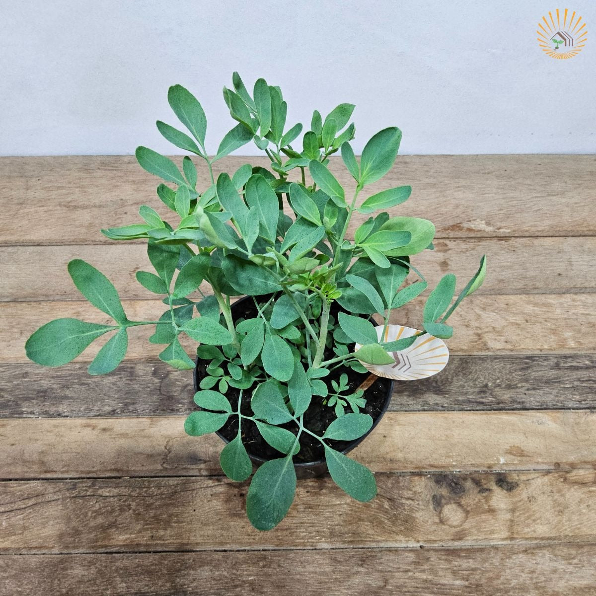 Muda Arruda Orgânico - Planta Medicinal