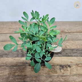 Muda Arruda Orgânico - Planta Medicinal