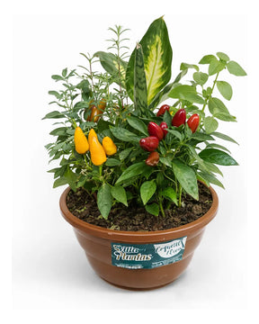 Planta 7 ervas viva em vaso para prosperidade e protecao