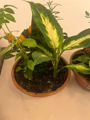 Planta 7 Ervas Viva Em Vaso  Prosperidade E Proteção