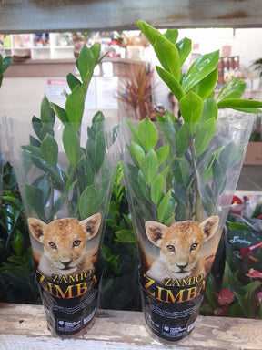 Muda Zamioculca Zami Mini 30cm Planta Da Fortuna