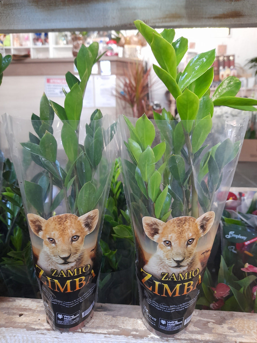 Muda Zamioculca Zami Mini 30cm Planta Da Fortuna