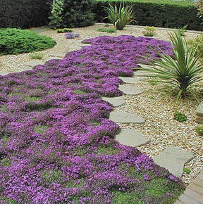 Tomilho Roxo Rasteiro - 1000 Sementes Para Plantar