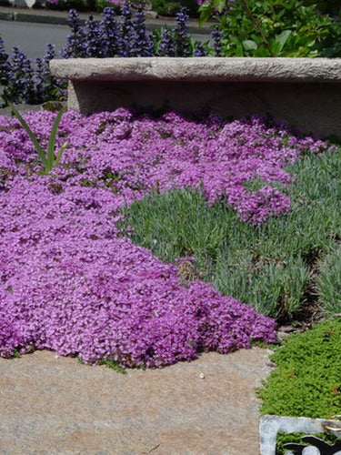 Tomilho Roxo Rasteiro - 1000 Sementes Para Plantar