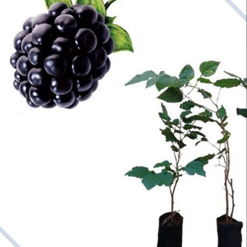 Muda de Amora Gigante Portuguesa 40 cm - Frutificação Rápida