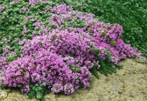 Tomilho Roxo Rasteiro - 1000 Sementes Para Plantar