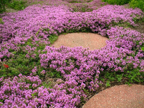 Tomilho Roxo Rasteiro - 1000 Sementes Para Plantar