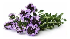Tomilho Roxo Rasteiro - 1000 Sementes Para Plantar