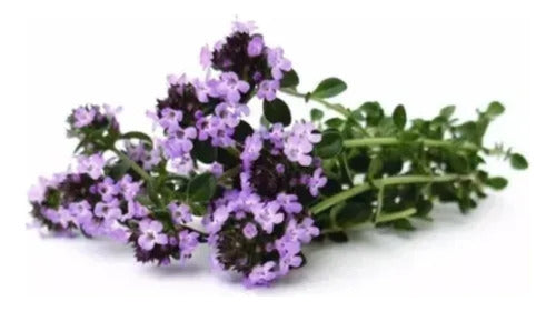Tomilho Roxo Rasteiro - 1000 Sementes Para Plantar