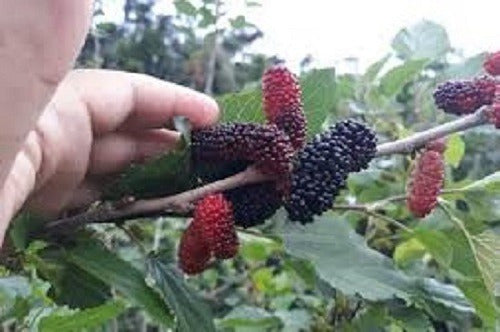 Muda de Amora Gigante Portuguesa 40 cm - Frutificação Rápida