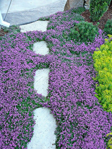 Tomilho Roxo Rasteiro - 1000 Sementes Para Plantar