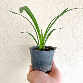 Muda de Orquídea Negra Cymbidium Kiwi Midnight