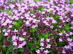 Tomilho Roxo Rasteiro - 1000 Sementes Para Plantar