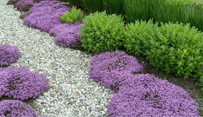 Tomilho Roxo Rasteiro - 1000 Sementes Para Plantar