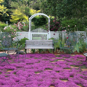 Tomilho Roxo Rasteiro - 1000 Sementes Para Plantar