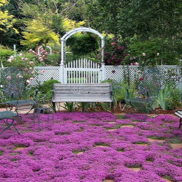 Tomilho Roxo Rasteiro - 1000 Sementes Para Plantar