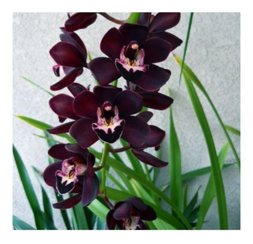 Muda de Orquídea Negra Cymbidium Kiwi Midnight