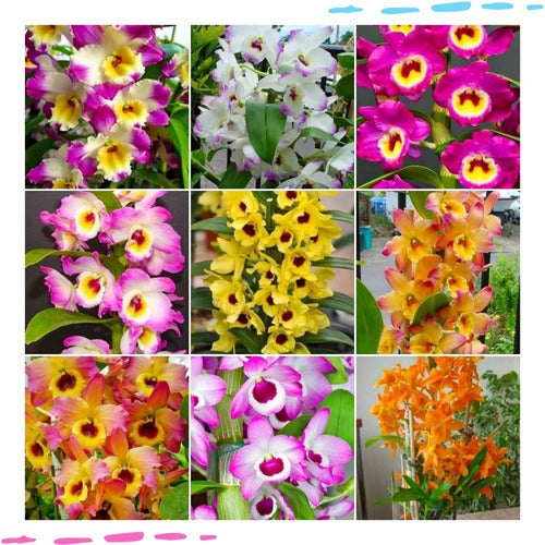 8 Mudas Orquideas Dendrobium Pre Adulta
