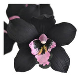 Muda de Orquídea Negra Cymbidium Kiwi Midnight