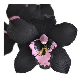 Muda de Orquídea Negra Cymbidium Kiwi Midnight