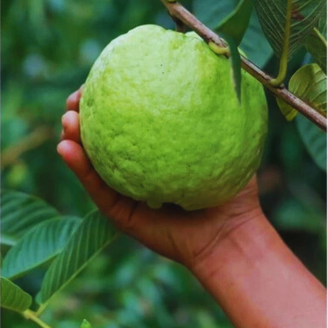 Sementes de Goiaba Gigante para Cultivo em Vasos