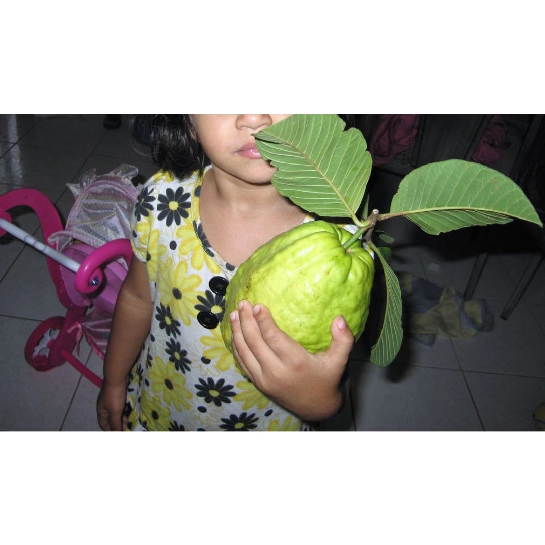 Sementes de Goiaba Gigante para Cultivo em Vasos