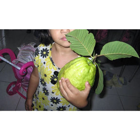 Sementes de Goiaba Gigante para Cultivo em Vasos