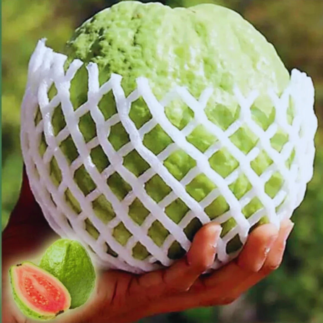 Sementes de Goiaba Gigante para Cultivo em Vasos