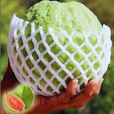 Sementes de Goiaba Gigante para Cultivo em Vasos