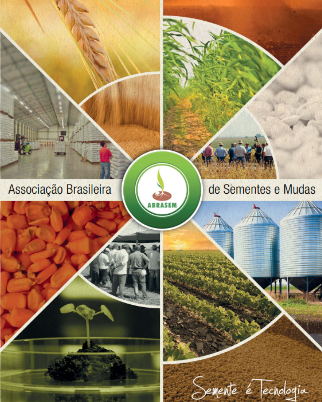 Comparação entre Melancia Safira Roxa e melancia comum