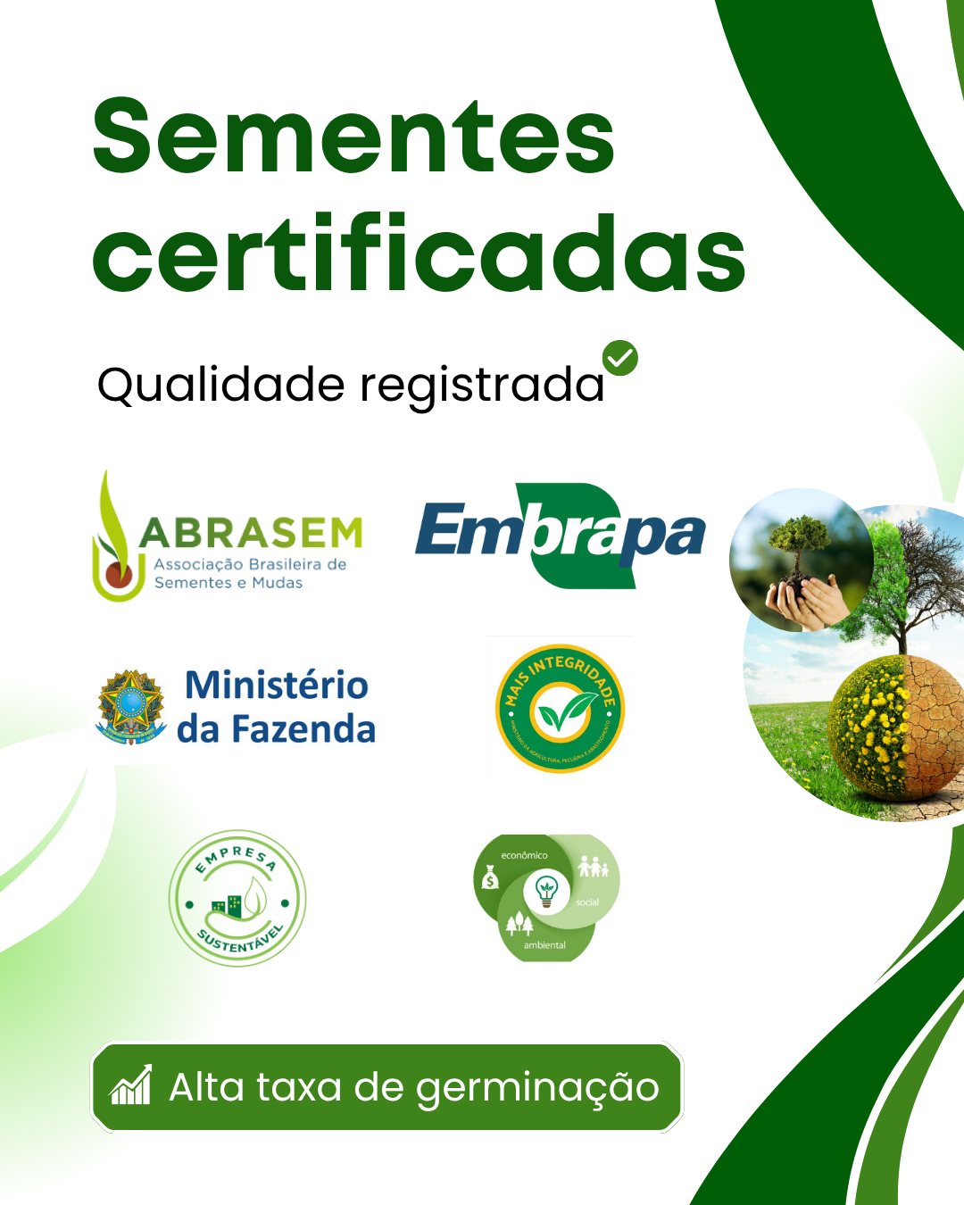 Sementes Raras de Caladium Viridivortex – Pacote com 100 Unidades para Colecionadores