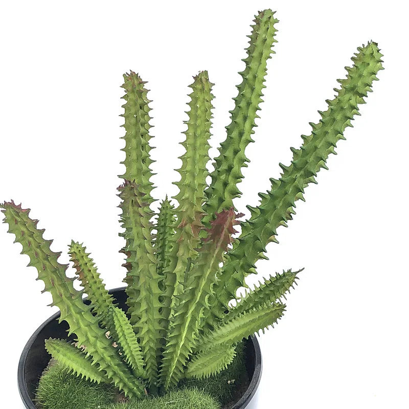 Ramo de Cacto Artificial Verde – Decoração Natural e Sem Manutenção para Casa e Escritório