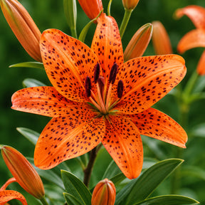 Lírio Laranja Tigre Magia Noturna Sementes Raras de Alta Germinação