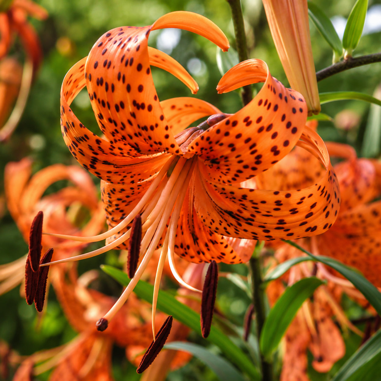 Lírio Laranja Tigre Magia Noturna Sementes Raras de Alta Germinação